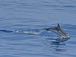 Cetacei e uccelli marini dalla barca